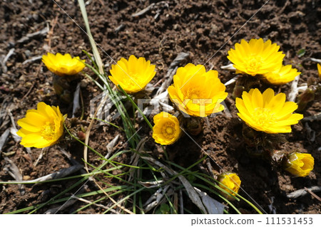 春天花壇裡盛開的福壽莊的黃色花朵 111531453