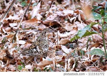 Scaly thrush walking on the ground Scaly thrush walking on the ground 111531772