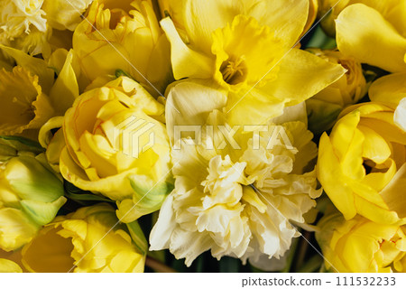 Greeting Card for Mothers Day, Birthday, March 8. Spring background with beautiful yellow flowers tulips, daffodils. springtime blooming narcissus, tulips flowers Greeting Card for Mothers Day, Birthday, March 8. Spring background with beautiful yellow flowers tulips, daffodils. springtime blooming narcissus, tulips flowers 111532233