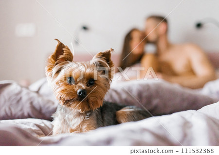 Pet, a Yorkshire terrier dog against the background of its people, owners in the bedroom 111532368