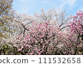 Fukuoka Castle Ruins - Arrival of Spring 111532658