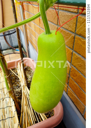 Yugao grows bigger every day Yugao grows bigger every day 111532894