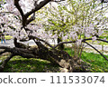 Old cherry blossoms at Fukuoka Castle 111533074