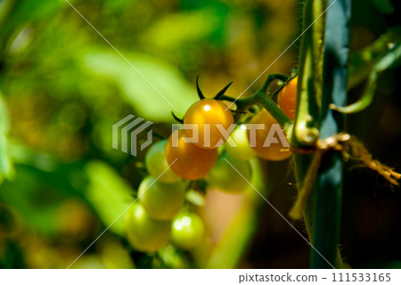 夏季蔬菜櫻桃番茄關閉 111533165