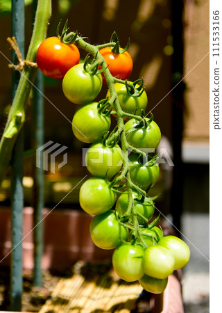 夏季蔬菜櫻桃番茄關閉 111533166