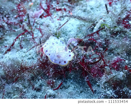 薩拉薩烏米蛞蝓在紅海藻上爬行 薩拉薩烏米蛞蝓在紅海藻上爬行 111533454