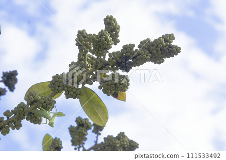 Scenery of a praying mantis climbing a tarayo tree in early autumn in August - 3 Scenery of a praying mantis climbing a tarayo tree in early autumn in August - 3 111533492