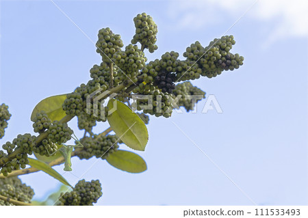 八月初秋,螳螂爬上塔拉約樹的風景 - 4 八月初秋,螳螂爬上塔拉約樹的風景 - 4 111533493