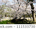 Old cherry blossoms at the remains of the castle tower, Fukuoka Castle 111533730
