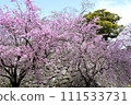 Weeping cherry blossoms blooming on the stone wall of Fukuoka Castle 111533731