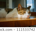 cat relaxing on the table 111533742