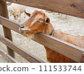 A brown goat peeking out from between the fence 111533744
