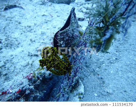A sea star attached to an artificial object in the sea A sea star attached to an artificial object in the sea 111534170