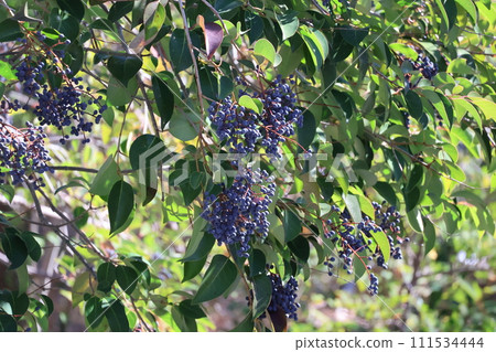Landscape with branches of a pineapple tree with green leaves and lots of black berries Landscape with branches of a pineapple tree with green leaves and lots of black berries 111534444