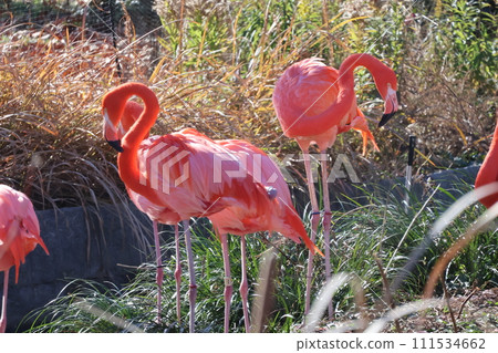 動物園的風景有紅色火烈鳥的 111534662