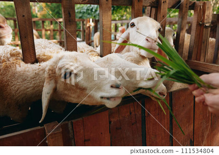 Sheep eating grass from a person's hand in a fencedin area Sheep eating grass from a person's hand in a fencedin area 111534804