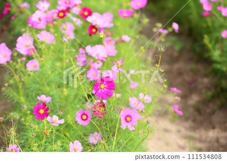 波斯菊花 波斯菊花 111534808
