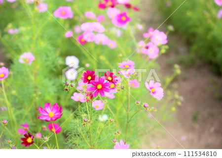 波斯菊花 111534810