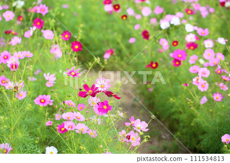 Cosmos flowers 111534813