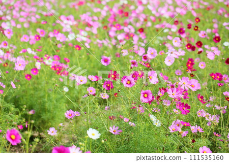 Cosmos flowers 111535160