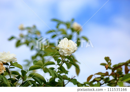 玫瑰花繁榮 玫瑰花繁榮 111535166
