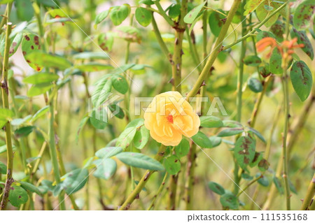 玫瑰花朵格雷厄姆·托馬斯 玫瑰花朵格雷厄姆·托馬斯 111535168