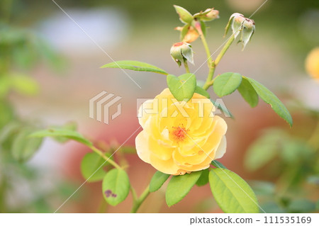 玫瑰花朵格雷厄姆·托馬斯 玫瑰花朵格雷厄姆·托馬斯 111535169