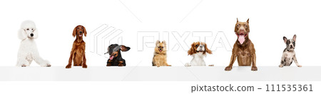 Collage made of happy, positive, beautiful different purebred dogs peaking out table with tongues sticking out isolated on white background 111535361