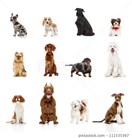 Collage made of different purebred dogs calmly sitting isolated over white background. Dogs training Collage made of different purebred dogs calmly sitting isolated over white background. Dogs training 111535367