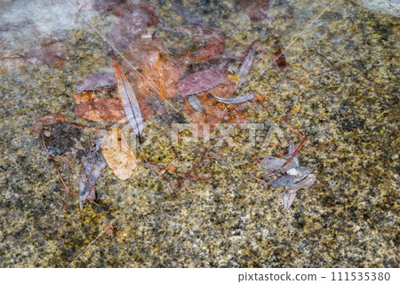 Fallen leaves trapped in thin ice [Ushibushi River] 111535380
