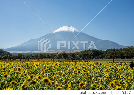 Yamanakako Hananomiyako Park - Spectacular views of Mt. Fuji and sunflowers Yamanakako Hananomiyako Park - Spectacular views of Mt. Fuji and sunflowers 111535397