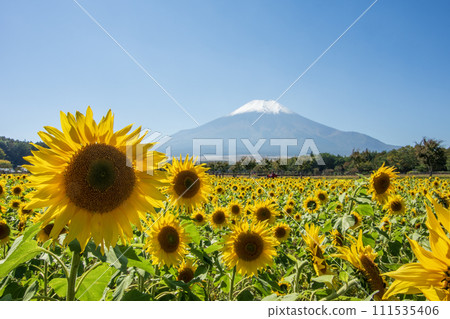 山中湖花宮公園 - 富士山和向日葵的壯麗景色 山中湖花宮公園 - 富士山和向日葵的壯麗景色 111535406