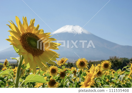 Yamanakako Hananomiyako Park - Spectacular views of Mt. Fuji and sunflowers 111535408