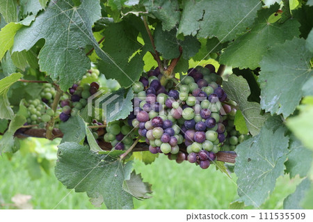 Bunches of grapes in a winery vineyard in Melbourne, Australia, Yarra Valley 111535509