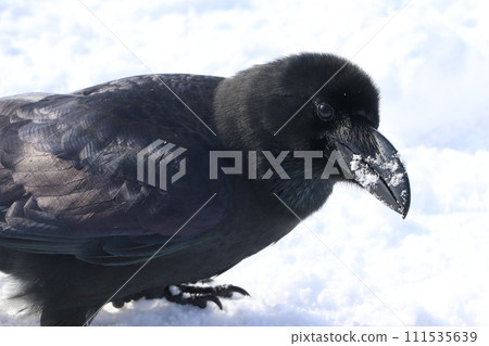 走在雪地的烏鴉 111535639