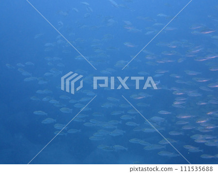 藍色大海中游動的魚群(末/內浦海灘) 藍色大海中游動的魚群(末/內浦海灘) 111535688