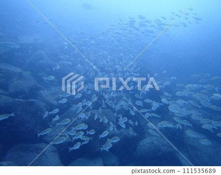 藍色大海中游動的魚群(末/內浦海灘) 藍色大海中游動的魚群(末/內浦海灘) 111535689