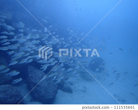 藍色大海中游動的魚群(末/內浦海灘) 藍色大海中游動的魚群(末/內浦海灘) 111535691