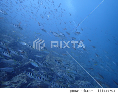 A school of many fish swimming in the blue sea (Sue/Uchiura Beach) A school of many fish swimming in the blue sea (Sue/Uchiura Beach) 111535703