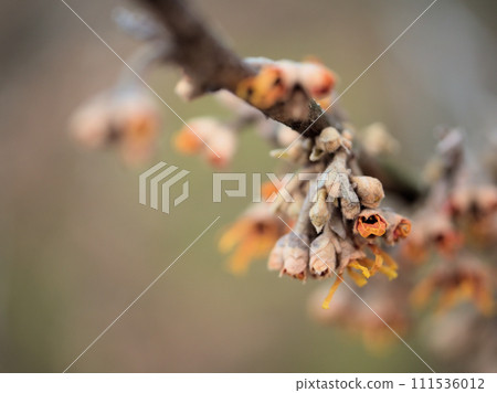 黃色早崎金縷梅花在寒冷的二月盛開 111536012