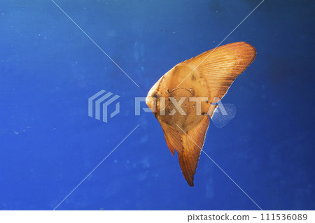 Orbic fish 111536089