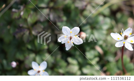 white flower baikaouren 111536112