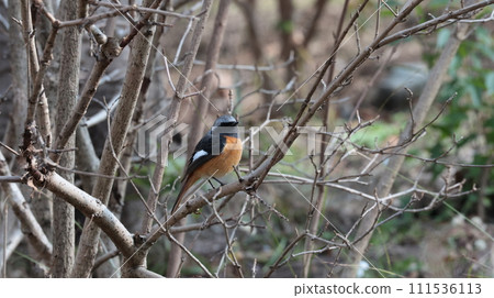 Yobitaki sticking to branches Yobitaki sticking to branches 111536113