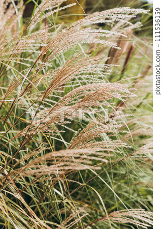 Abstract natural background of soft plants Cortaderia selloana. Frosted pampas grass on a blurry bokeh, Dry reeds boho style. Fluffy stems of tall grass, autumn time Abstract natural background of soft plants Cortaderia selloana. Frosted pampas grass on a blurry bokeh, Dry reeds boho style. Fluffy stems of tall grass, autumn time 111536159