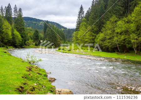 landscape with river among forested hills in spring on an overcast day. water steam winding among grassy shores. mountainous countryside scenery in the rural valley of synevyr national park ukraine 111536236