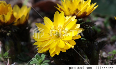 在早春的陽光下閃耀的阿穆爾山 111536266