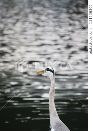 水鳥的黃昏 111536303