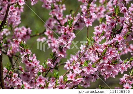 Peach tree, blurred background. Blooming tree in spring with pink flowers. The beauty of the spring garden, the concept of spring Peach tree, blurred background. Blooming tree in spring with pink flowers. The beauty of the spring garden, the concept of spring 111536506