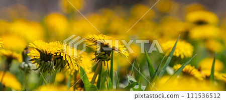 Dandelion Taraxacum officinale as a wall flower, is a pioneer plant and survival artist that can also thrive on gravel roads. Beautiful Taraxacum flower on a green garden 111536512