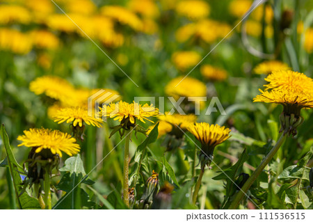 Green field with yellow dandelions. Closeup of yellow spring flowers on the ground 111536515